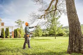 Tree and Shrub Care in Long Lake, MN